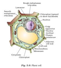To draw a well labelled diagram of plant cell and animal cell, the cytoplasm or the cytosol is the most important component. Solve This A Q17 Draw A Plant Cell And Lebel The Parts Science The Fundamental Unit Of Life 12333361 Meritnation Com