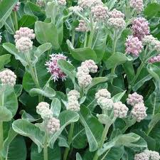 Showy Milkweed Seeds Asclepias Speciosa Milkweed Seeds Milkweed Asclepias