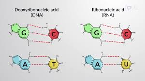 Image result for Nucleic Acid