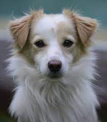 Κοκόνι: ο μικρός πανέξυπνος Έλληνας | Dog breeds, Unique dog breeds, Hybrid  dogs