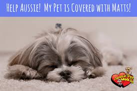 Easy for you and low stress for your dog. Help Aussie My Pet Is Covered With Matts Aussie Pet Mobile Greater Memphis West Tn