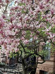 Magnolias In Bloom Boston Ma In 2020 Magnolia Bloom Plant Fungus