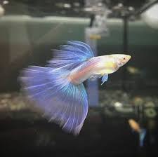 Albino Blue Sky Guppy Fish Guppy Fish Fresh Water Fish Tank Guppy