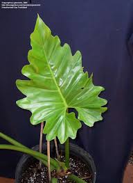 Image result for Philodendron lacerum