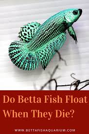 We did not find results for: Do Betta Fish Float When They Die In 2021 Betta Fish Betta Betta Fish Tank