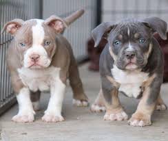 Check spelling or type a new query. Xxl Pitbull Puppies For Sale Home Facebook