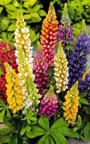 Lupins growing in a yellow pot can lupins be grown in pots? 49 Lupins Ideas Lupines Lupine Flowers Planting Flowers