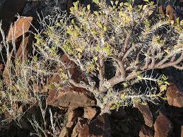Image result for Commiphora mossambicensis