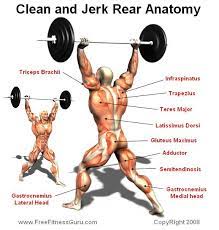 Mar 17, 2021 · muscles worked by the clean and jerk. Pin On Anatomia
