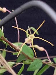 Image result for Ceropegia meyeri