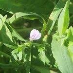 Image result for Justicia heterocarpa