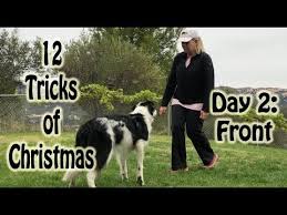 12 Tricks Of Christmas Day 2 Front Youtube In 2020 Dog Training Dog Training Obedience Dog Training Techniques