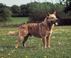 Australian Cattle Dog Breed Of Dog Britannica