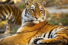 The Bronx Zoo Of The Wildlife Conservation Society Bronx Zoo Wildlife Conservation Society Top Nyc Attractions