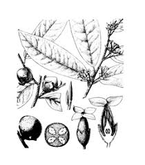 Image result for Diospyros mespiliformis