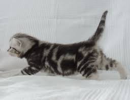Black And Grey Tabby Kittens British Shorthair Kitten Black Silver Tabby Blotched British Shorthair British Shorthair Kittens Tabby