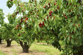 However, cherries have been, and continue to be, successfully grown in texas. Cherry Tree Types What Are Some Common Varieties Of Cherry Trees