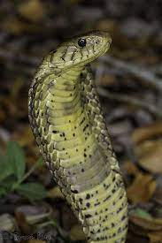 Naja Melanocleuca Forest Cobra By Tyrone Ping Reptiles And Amphibians Cobra Reptile Snakes