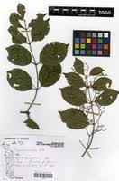 Image result for Hippocratea indica
