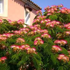 The mimosa silk tree is a small tree growing typically between 15 and 25 feet tall in gardens, but capable of growing to as much as 40 feet tall in the wild. Mimosa Trees For Sale Fastgrowingtrees Com