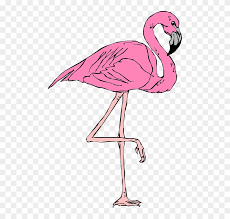 A collection of png images of characters from roblox, a multiplayer online video game. Desenho Flamingo Png Roblox T Shirt Flamingo Transparent Png 490x720 3261098 Pngfind