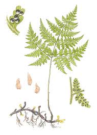 Image result for Cystopteris