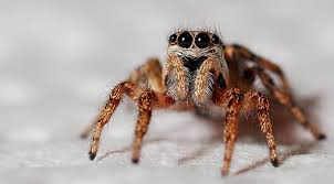 They have powerful hind legs and the best eyesight among spiders so the next time you see a spider, keep in mind that it's probably more interested in hunting bugs that are trying to bite to bite you rather than biting you. 200 Free Jumping Spider Spider Images