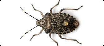 Find hastings on hudson restaurants in the westchester area and other. Exterminator Spider Removal Pest Control Hastings On Hudson Ny