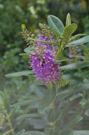 Image result for Barleria obtusa