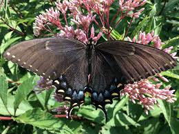 Image result for Pearsonia cajanifolia