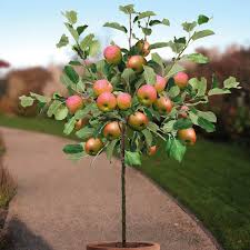 This reduces the chance that a few warm, sunny days in midwinter will stimulate new growth that the next freeze will kill. Growing Apple Trees In Pots How To Grow Apple Tree In A Container Care Balcony Garden Web