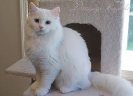 High to low nearest first. Blue Eyed White Ragdoll White Ragdoll Cat Cat With Blue Eyes Ragdoll Cat