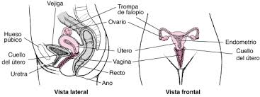 Check spelling or type a new query. Datos Clave Introduccion Al Aparato Reproductor Femenino Manual Msd Version Para Publico General