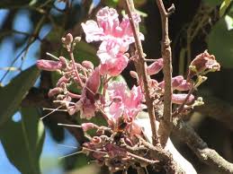 Image result for Stereospermum kunthianum