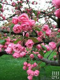 There's no better way to welcome the coming of spring than with the profusion of yellow blooms covering graceful, arching branches. 65 Trees And Plants That Grow In Sc Ideas Plants Flowering Trees Planting Flowers