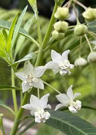 Image result for Gomphocarpus physocarpus