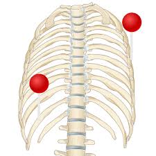 The first seven sets of ribs, known as true ribs also known as vertebrosternal ribs, are directly articulate with the vertebral column posteriorly and terminate anteriorly as costal cartilage. Thoracic Wall And Breast Illustrations