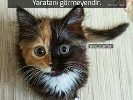 Ayet Hadis Dua Sozler Ayet Hadis Dua En Guzel Ozlu Sozler Ibretlik Hikayeler Www Insanpsikolo Cute Cats And Kittens Cats And Kittens Funny Dog Pictures