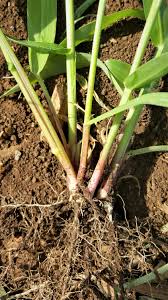 Image result for Urochloa eminii