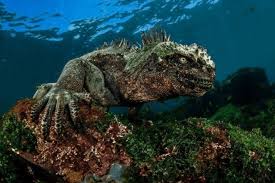 Follow me on instagram @choisoo_rin for more!! What Do Marine Iguana Eat