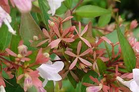 Image result for Limosella grandiflora