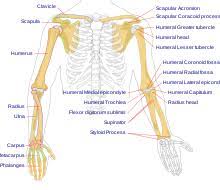Your arm muscles allow you to perform hundreds of everyday movements, from making a fist to bending your thumb. Arm Wikipedia