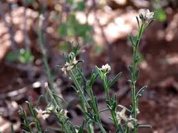 Image result for Limeum