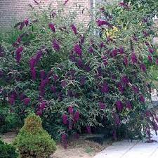 Butterfly Bush Buddleia Davidii Black Night Don T Fertilize Or Overwater Do Deadhead In Spring Very S Plants Black Knight Butterfly Bush Garden Shrubs