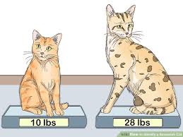 How To Identify A Savannah Cat 8 Steps With Pictures