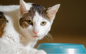 Vomiting In Cats Vca Animal Hospital
