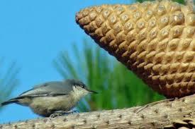 Image result for Pavetta pygmaea