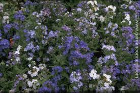Image result for Anchusa capensis