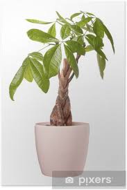 Image result for pachira obrázek