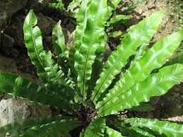 Image result for Asplenium uhligii